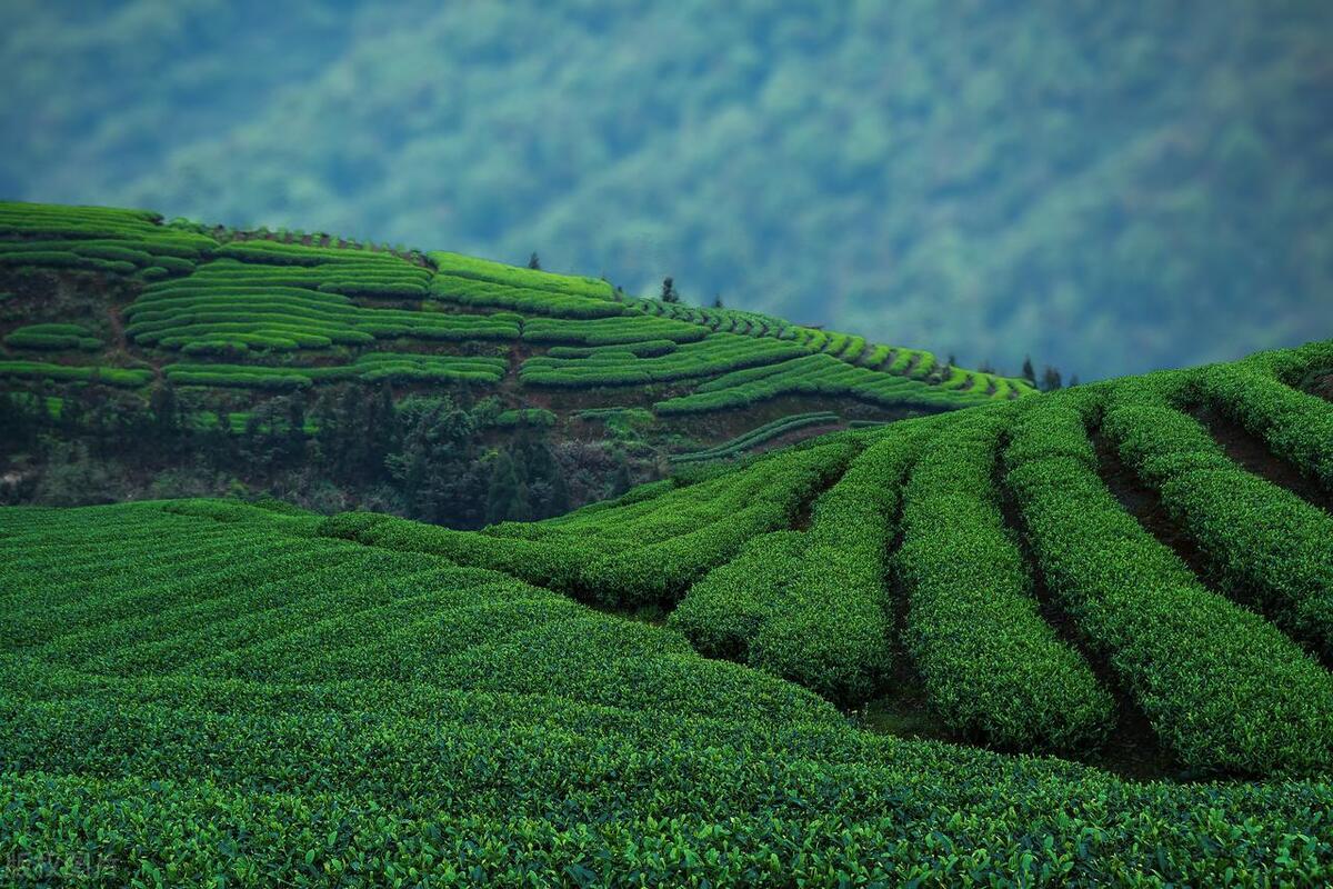 茶树起源中心地区是哪里？